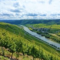 Vignobles le long de la Moselle