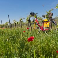 Vélo rouge avec sacoches jaunes garé entre les rangées de vignes avec coquelicots rouges dans l'herbe au premier plan sous ciel bleu.