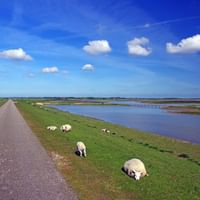 Moutons blancs paissant sur l'herbe verte près d'un chemin pavé dans le parc national Oosterschelde, avec eaux de marée et ciel bleu.