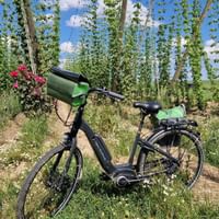 A vélo dans les houblonnières alsaciennes