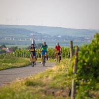 A vélo dans les vignobles allemands