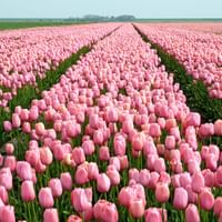 Champ de tulipes aux Pays-Bas