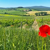 Vignobles de la région du Chianti