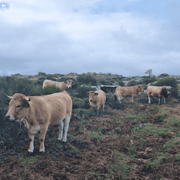 Troupeau de bovins bruns et blancs paissant sur un terrain rocheux le long du chemin de Stevenson en France sous un ciel nuageux.