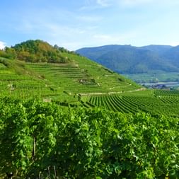 Vue des vignobles de la Wachau