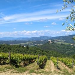 Vue sur les vignobles et le château de Verrazzano, environs de Greve in Chianti