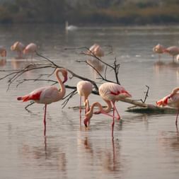 Groupe de flamants roses se nourrissant dans les eaux peu profondes de Camargue. Plusieurs oiseaux sont visibles, têtes baissées, créant des reflets.