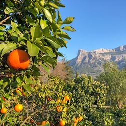 Oranger dans les montagnes Tramuntana Majorque Oranger avec oranges mûres au premier plan, montagnes Tramuntana de Majorque visibles en arrière-plan sous un ciel bleu clair.