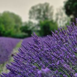 Plants de lavande violette en fleur dans un champ de Provence avec des rangées s'étendant au loin et des arbres verts en arrière-plan.