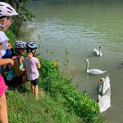 Jeunes cyclistes donnent à manger à des cygnes sur les rives du Danube autrichien