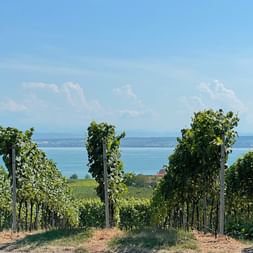 Vignoble sur les rives du Lac de Constance