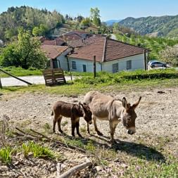 Anes à Cravanzana
