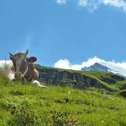 Vache suisse