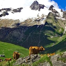 Vache en liberté dans les Alpes