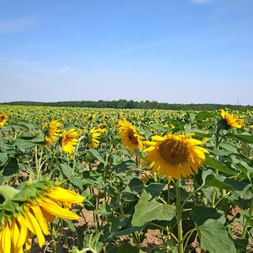 Vaste champ de tournesols en fleurs aux pétales jaune vif s'étendant jusqu'à l'horizon sous un ciel bleu clair avec quelques nuages.