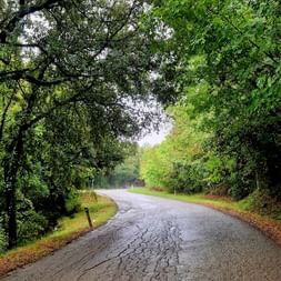 Route asphaltée humide serpentant à travers des arbres verts denses formant un tunnel naturel en Toscane.
