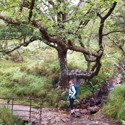 Randonneuse dans la forêt entre Kinlochleven et Fort William