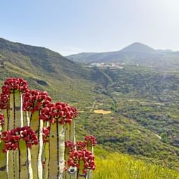 Environs de Santiago del Teide, Tenerife