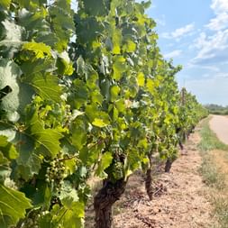 Rangées de vignes vertes le long d'un chemin pavé sur la Route des Vins d'Alsace sous un ciel bleu avec des nuages blancs.