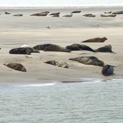 Grande colonie de phoques se reposant sur plage de sable en Baie de Somme. Les phoques sont dispersés sur le banc avec eau peu profonde.