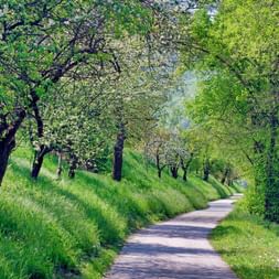 Piste cyclable pavée le long du Danube serpentant à travers l'herbe verte luxuriante et les arbres en fleurs au printemps.