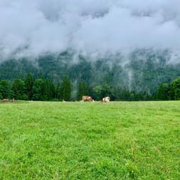 Prairie verte avec des vaches brunes et blanches au Salzkammergut. Montagnes boisées enveloppées de nuages bas en arrière-plan.