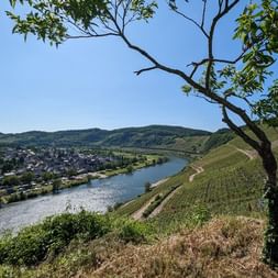 Vue panoramique de la ville de Zell nichée le long de la Moselle, entourée de vignobles en terrasses sur des coteaux escarpés.