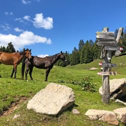 Entre Merano et Bolzano Entre Merano et Bolzano