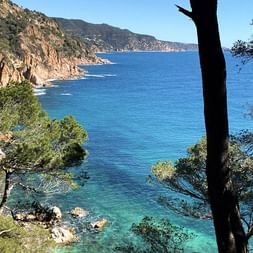Vue à travers les pins sur la côte rocheuse de la Costa Brava avec eaux turquoise de la Méditerranée et falaises escarpées près de Gérone.