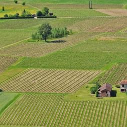 Vue aérienne de parcelles de vignes dans la vallée du Lot près de Cahors, avec une ferme et des arbres dispersés parmi des parcelles vertes et beiges.
