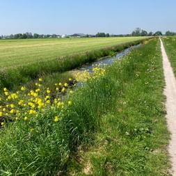 Étroit chemin cyclable le long d'un canal avec des fleurs jaunes dans la campagne hollandaise plate. Champs verts s'étendant à l'horizon.