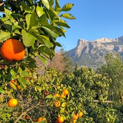 Orangers de Majorque avec la Serra Tramuntana à l'arrière plan