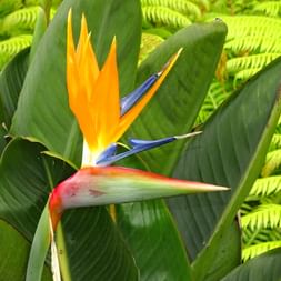 Oiseau du paradis Madère