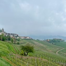 Vignoble de Barolo