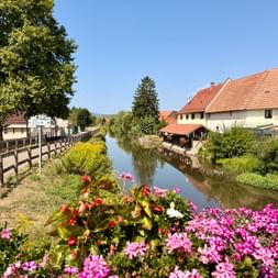 Canal étroit traversant un village alsacien avec des fleurs roses, une clôture en bois, des maisons traditionnelles aux toits de tuiles oranges et des arbres verts.