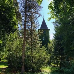 Tour d'église en pierre avec flèche pointue visible à travers la canopée verte dense de la forêt du Salzkammergut, Autriche.