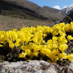 Fleurs alpines jaune vif fleurissant sur un sol rocheux dans les montagnes du Queyras, avec des sommets enneigés et une vallée en arrière-plan.