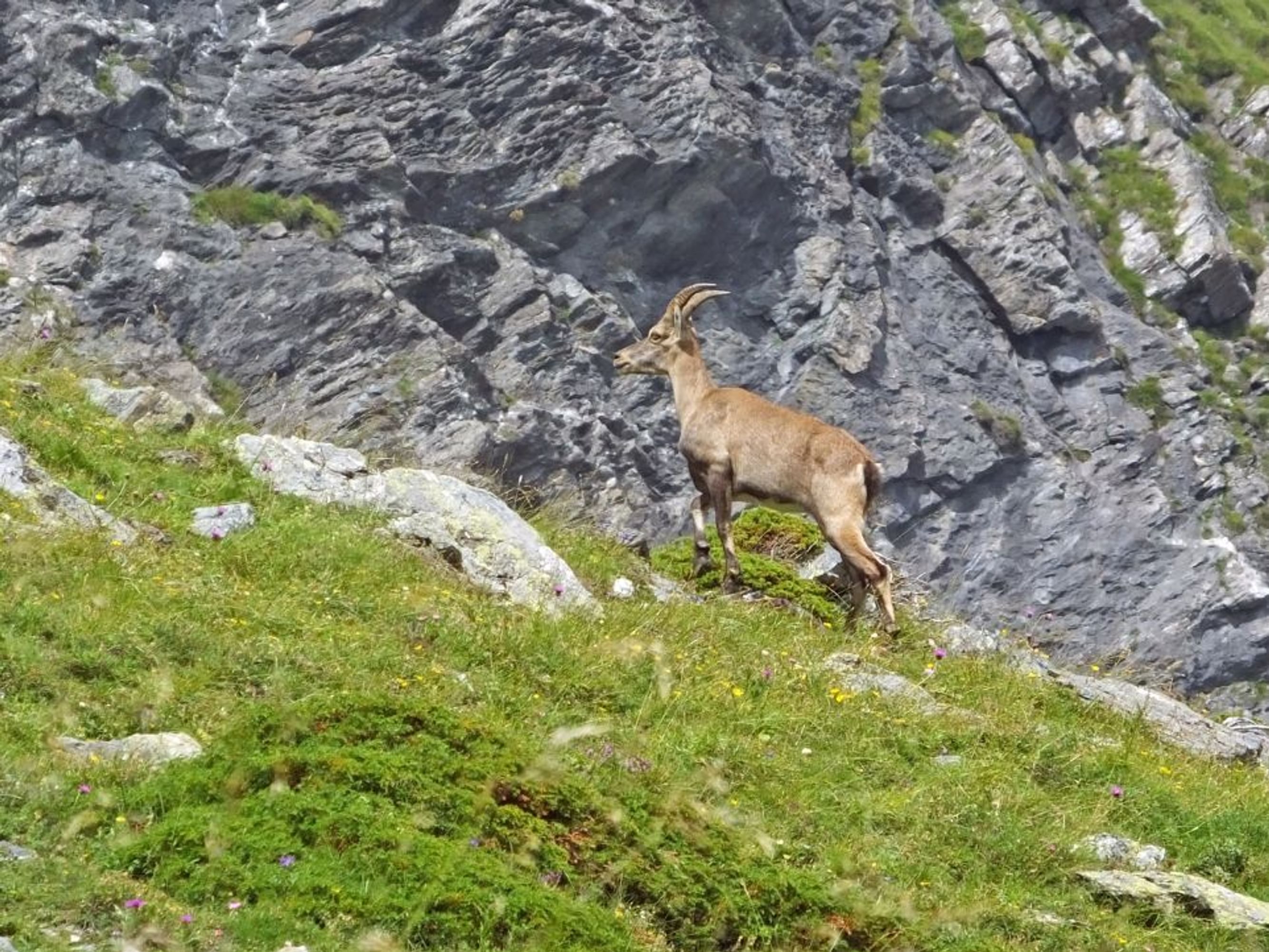 Image Le tour du Queyras en randonnée