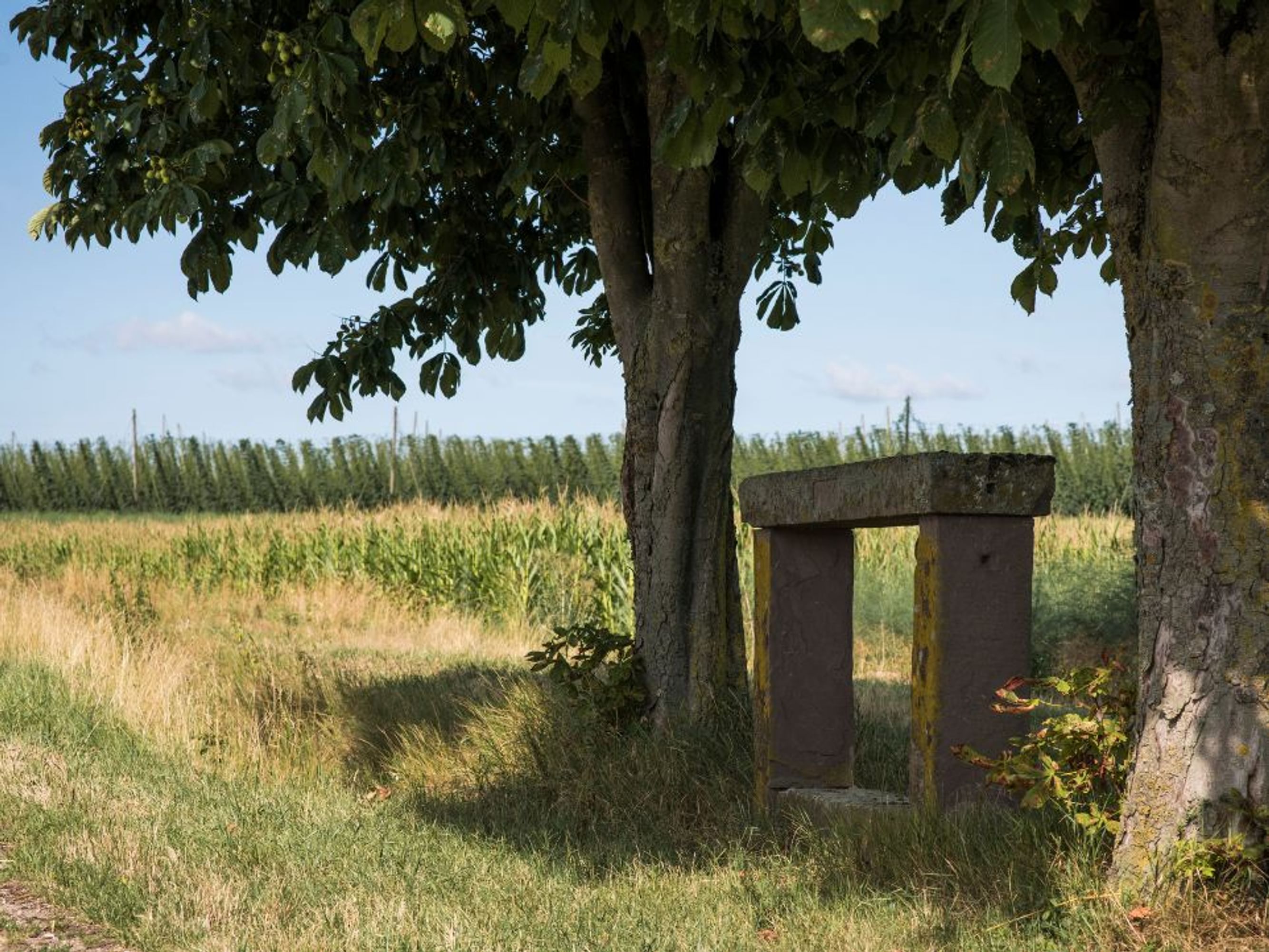 Image Circuit brassicole en Alsace du Nord, 5 jours