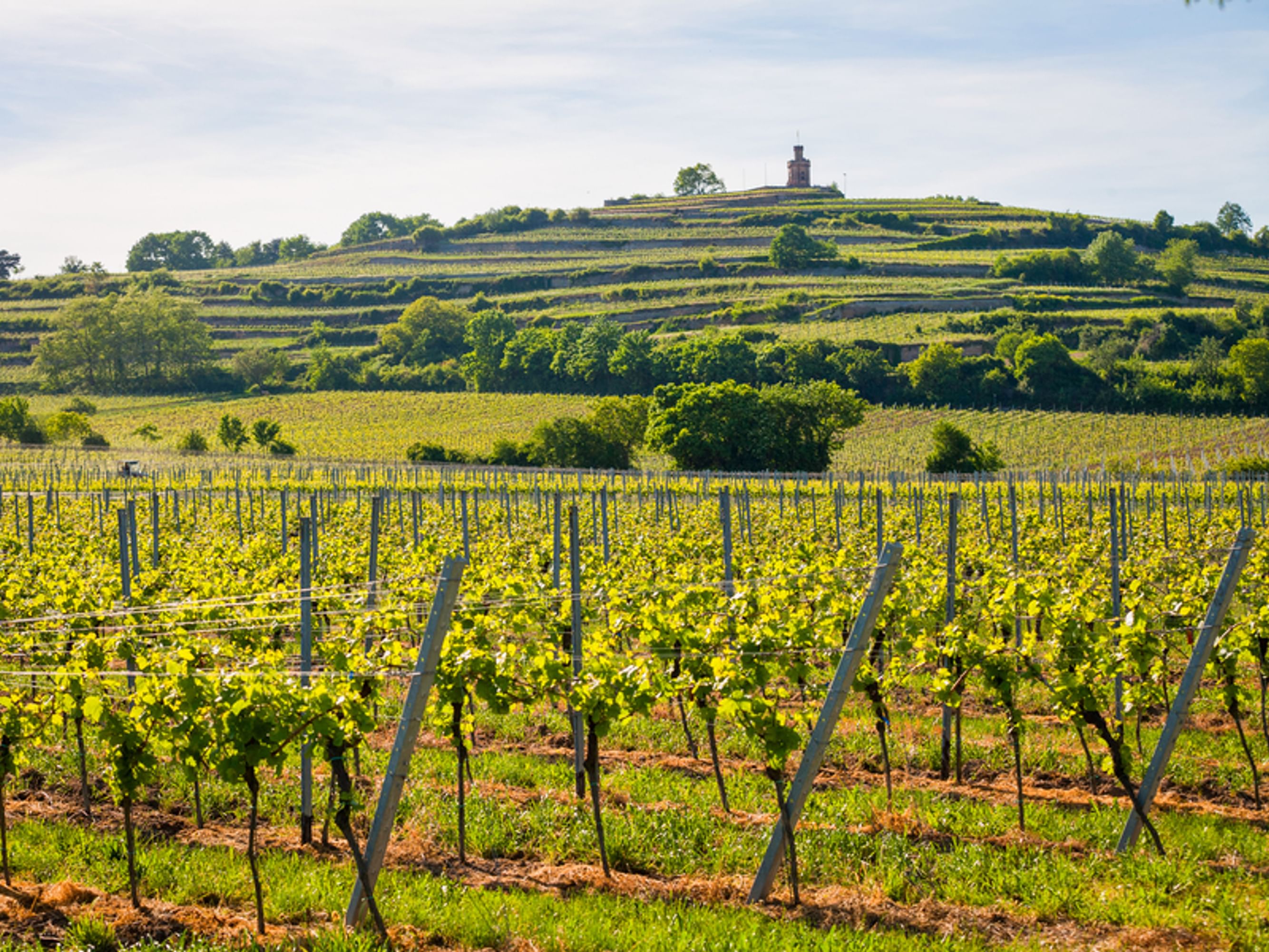Image La vallée du Rhin à vélo, Bon Plan