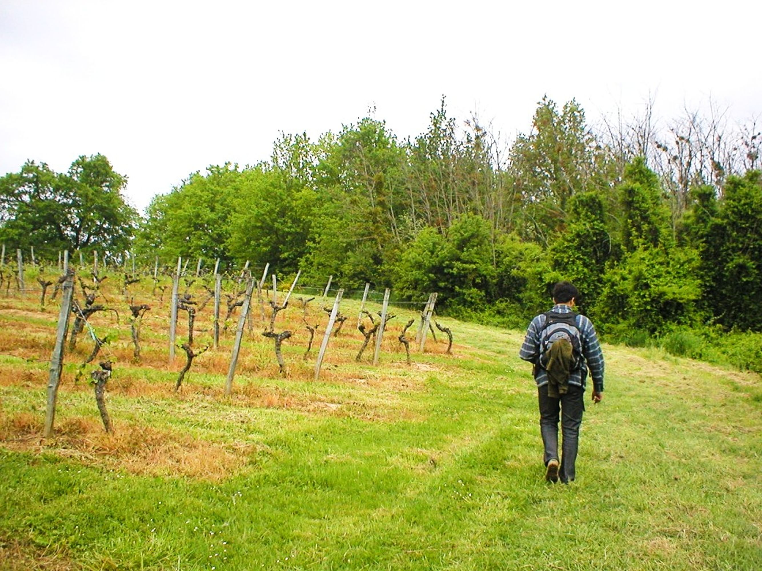 Image Randonnée dans le vignoble bordelais
