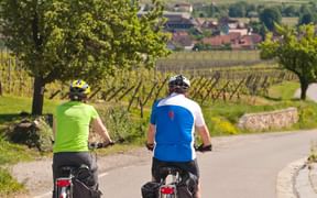 Cyclistes sur la route des vins entre Riquewihr et Kientzheim