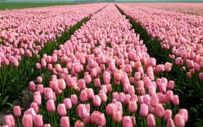 Champs de tulipes en Hollande