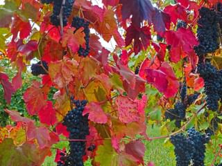 Vignobles en automne
