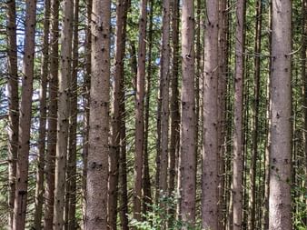 Forêt vosgienne