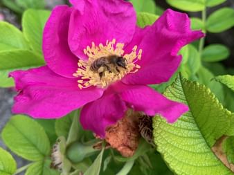 Fleur rose vif avec des étamines jaunes et une abeille collectant du pollen, entourée de feuilles vertes dentelées au Salzkammergut.