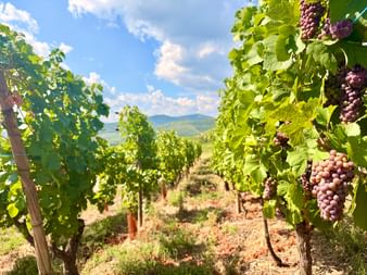 Rangées de vignes avec raisins violets mûrs sur la Route des Vins d'Alsace. Collines vertes sous ciel bleu avec nuages blancs.