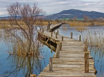Ponton en bois s'étendant dans le lac Vrana avec roseaux dorés, arbre nu et montagnes en arrière-plan sous ciel nuageux en Croatie.
