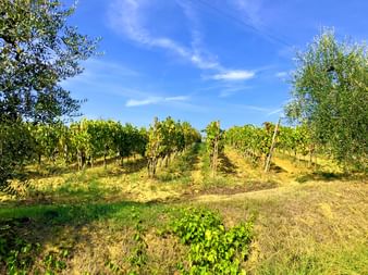 Rangées de vignes sur une colline ensoleillée en Toscane, bordées d'oliviers sous un ciel bleu avec des nuages légers.