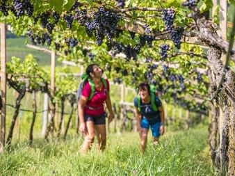 Randonneurs dans vignoble de Merano avec raisins Deux randonneurs avec sacs à dos marchent dans un vignoble à Merano avec des grappes de raisin violet foncé suspendues aux vignes.